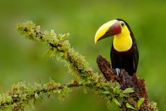 Καρίνα-τιμολογημένο Toucan, sulfuratus Ramphastos, πουλί με το μεγάλο λογαριασμό στοκ φωτογραφία Καρίνα-τιμολογημένο Toucan, sulfuratus Ramphastos, πουλί με το μεγάλο λογαριασμό στοκ φωτογραφία