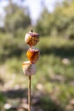 Καραμελοποιημένα Marshmallows στοκ εικόνα με δικαίωμα ελεύθερης χρήσης Καραμελοποιημένα Marshmallows στοκ εικόνα με δικαίωμα ελεύθερης χρήσης