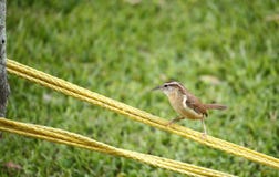 Καρολίνα Wren σε ένα σχοινί σχοινοβασίας στοκ εικόνα με δικαίωμα ελεύθερης χρήσης Καρολίνα Wren σε ένα σχοινί σχοινοβασίας στοκ εικόνα με δικαίωμα ελεύθερης χρήσης