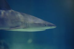 Καρχαρίας που κολυμπά στο μπλε νερό στοκ εικόνα με δικαίωμα ελεύθερης χρήσης Καρχαρίας που κολυμπά στο μπλε νερό στοκ εικόνα με δικαίωμα ελεύθερης χρήσης