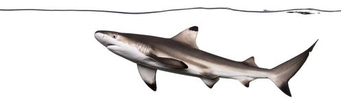 Καρχαρίας σκοπέλων Blacktip που κολυμπά κάτω από την ίσαλη γραμμή Στοκ εικόνες με δικαίωμα ελεύθερης χρήσης Καρχαρίας σκοπέλων Blacktip που κολυμπά κάτω από την ίσαλη γραμμή Στοκ εικόνες με δικαίωμα ελεύθερης χρήσης