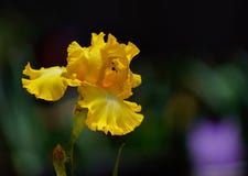 Κατάπληξη η κίτρινη Iris φύσης στην άνθιση στοκ φωτογραφίες Κατάπληξη η κίτρινη Iris φύσης στην άνθιση στοκ φωτογραφίες