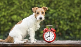 Κατάρτιση της Pet - χαριτωμένη ευτυχής συνεδρίαση κουταβιών κοντά σε ένα ξυπνητήρι στοκ φωτογραφία Κατάρτιση της Pet - χαριτωμένη ευτυχής συνεδρίαση κουταβιών κοντά σε ένα ξυπνητήρι στοκ φωτογραφία