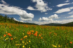 Καταπληκτικές απόψεις του flowery λιβαδιού Στοκ εικόνες με δικαίωμα ελεύθερης χρήσης Καταπληκτικές απόψεις του flowery λιβαδιού Στοκ εικόνες με δικαίωμα ελεύθερης χρήσης