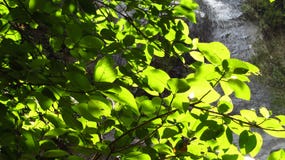 Καταρράκτης στη δασική δυτική Ιάβα Ciamis στοκ εικόνες Καταρράκτης στη δασική δυτική Ιάβα Ciamis στοκ εικόνες