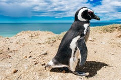 Κατοικία Magellanic Penguin πορτρέτου από τη φωλιά τους στους βράχους επάνω από την παραλία στοκ φωτογραφίες Κατοικία Magellanic Penguin πορτρέτου από τη φωλιά τους στους βράχους επάνω από την παραλία στοκ φωτογραφίες