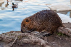 Καφετί coypu στον άγριο αρουραίο ποταμών φύσης στοκ εικόνες Καφετί coypu στον άγριο αρουραίο ποταμών φύσης στοκ εικόνες