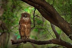 Καφετιά ψάρι-κουκουβάγια, zeylonensis Ketupa, σπάνιο πουλί από την Ασία Όμορφη κουκουβάγια της Ινδίας στο δασικό βιότοπο φύσης Πο στοκ εικόνα Καφετιά ψάρι-κουκουβάγια, zeylonensis Ketupa, σπάνιο πουλί από την Ασία Όμορφη κουκουβάγια της Ινδίας στο δασικό βιότοπο φύσης Πο στοκ εικόνα