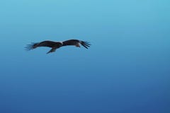 Καφετιοί γεράκι και μπλε ουρανός στοκ εικόνες με δικαίωμα ελεύθερης χρήσης Καφετιοί γεράκι και μπλε ουρανός στοκ εικόνες με δικαίωμα ελεύθερης χρήσης