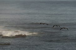 Καφετιοί πελεκάνοι που πετούν πέρα από το Ειρηνικό Ωκεανό στη Λα Χόγια, Καλιφόρνια, ΗΠΑ στοκ φωτογραφία με δικαίωμα ελεύθερης χρήσης Καφετιοί πελεκάνοι που πετούν πέρα από το Ειρηνικό Ωκεανό στη Λα Χόγια, Καλιφόρνια, ΗΠΑ στοκ φωτογραφία με δικαίωμα ελεύθερης χρήσης