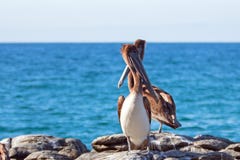 Καφετιοί πελεκάνοι Καλιφόρνιας που σκαρφαλώνουν στη δύσκολη επάνθιση στην παραλία Cerritos σε Punta Lobos στη Μπάχα Καλιφόρνια Με στοκ εικόνες με δικαίωμα ελεύθερης χρήσης Καφετιοί πελεκάνοι Καλιφόρνιας που σκαρφαλώνουν στη δύσκολη επάνθιση στην παραλία Cerritos σε Punta Lobos στη Μπάχα Καλιφόρνια Με στοκ εικόνες με δικαίωμα ελεύθερης χρήσης