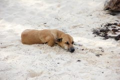 Καφετιοί ύπνοι σκυλιών Shorthair στην ακτή στην άσπρη άμμο Η έννοια του υπολοίπου και της χαλάρωσης στοκ εικόνες Καφετιοί ύπνοι σκυλιών Shorthair στην ακτή στην άσπρη άμμο Η έννοια του υπολοίπου και της χαλάρωσης στοκ εικόνες