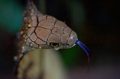 Κινηματογράφηση σε πρώτο πλάνο Cobra βασιλιάδων με τη γλώσσα έξω Στοκ φωτογραφία με δικαίωμα ελεύθερης χρήσης Κινηματογράφηση σε πρώτο πλάνο Cobra βασιλιάδων με τη γλώσσα έξω Στοκ φωτογραφία με δικαίωμα ελεύθερης χρήσης