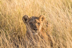 Κινηματογράφηση σε πρώτο πλάνο cub λιονταριών στην Καλαχάρη στοκ εικόνα με δικαίωμα ελεύθερης χρήσης Κινηματογράφηση σε πρώτο πλάνο cub λιονταριών στην Καλαχάρη στοκ εικόνα με δικαίωμα ελεύθερης χρήσης