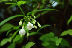 Κινηματογράφηση σε πρώτο πλάνο jasmine νερού των λουλουδιών στοκ εικόνα Κινηματογράφηση σε πρώτο πλάνο jasmine νερού των λουλουδιών στοκ εικόνα
