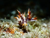 Κινηματογράφηση σε πρώτο πλάνο Nudibranch seaslug σε ένα μαύρο υπόβαθρο στοκ φωτογραφία με δικαίωμα ελεύθερης χρήσης Κινηματογράφηση σε πρώτο πλάνο Nudibranch seaslug σε ένα μαύρο υπόβαθρο στοκ φωτογραφία με δικαίωμα ελεύθερης χρήσης
