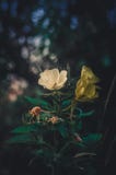Κινηματογράφηση σε πρώτο πλάνο Onagraceae λουλουδιών Άσπρη και κίτρινη κινηματογράφηση σε πρώτο πλάνο λουλουδιών στο εκλεκτής ποι στοκ εικόνες με δικαίωμα ελεύθερης χρήσης Κινηματογράφηση σε πρώτο πλάνο Onagraceae λουλουδιών Άσπρη και κίτρινη κινηματογράφηση σε πρώτο πλάνο λουλουδιών στο εκλεκτής ποι στοκ εικόνες με δικαίωμα ελεύθερης χρήσης