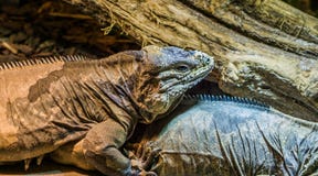 Κινηματογράφηση σε πρώτο πλάνο ενός iguana ρινοκέρων, απειλητικό και τρωτό specie σαυρών από τις Καραϊβικές Θάλασσες στοκ εικόνες Κινηματογράφηση σε πρώτο πλάνο ενός iguana ρινοκέρων, απειλητικό και τρωτό specie σαυρών από τις Καραϊβικές Θάλασσες στοκ εικόνες