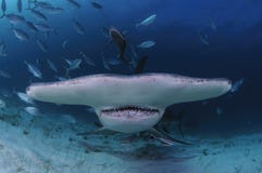 Κινηματογράφηση σε πρώτο πλάνο που πυροβολείται του καρχαρία Hammerhead που κολυμπά προς σας στα σαφή νερά των Μπαχαμών στοκ εικόνα με δικαίωμα ελεύθερης χρήσης Κινηματογράφηση σε πρώτο πλάνο που πυροβολείται του καρχαρία Hammerhead που κολυμπά προς σας στα σαφή νερά των Μπαχαμών στοκ εικόνα με δικαίωμα ελεύθερης χρήσης