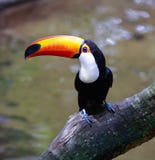 Κινηματογράφηση σε πρώτο πλάνο του toucan toco Ramphastos toco _ Iguazu στοκ φωτογραφία Κινηματογράφηση σε πρώτο πλάνο του toucan toco Ramphastos toco _ Iguazu στοκ φωτογραφία