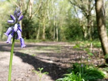 Κινηματογράφηση σε πρώτο πλάνο των bluebells με το θολωμένο δασόβιο υπόβαθρο, Chorleywood κοινό στοκ εικόνα Κινηματογράφηση σε πρώτο πλάνο των bluebells με το θολωμένο δασόβιο υπόβαθρο, Chorleywood κοινό στοκ εικόνα