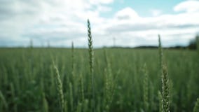 Κινηματογράφηση σε πρώτο πλάνο των unripe αυτιών σίτου στους πράσινους τομείς Κινηματογράφηση σε πρώτο πλάνο των unripe αυτιών σίτου στους πράσινους τομείς