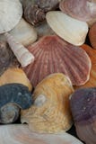 Κινηματογράφηση σε πρώτο πλάνο των θαλασσινών κοχυλιών στοκ φωτογραφίες με δικαίωμα ελεύθερης χρήσης Κινηματογράφηση σε πρώτο πλάνο των θαλασσινών κοχυλιών στοκ φωτογραφίες με δικαίωμα ελεύθερης χρήσης
