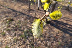 Κλάδος caprea Salix ιτιών γατών με τους χνουδωτούς οφθαλμούς που ανθίζουν την πρώιμη άνοιξη στοκ εικόνα με δικαίωμα ελεύθερης χρήσης Κλάδος caprea Salix ιτιών γατών με τους χνουδωτούς οφθαλμούς που ανθίζουν την πρώιμη άνοιξη στοκ εικόνα με δικαίωμα ελεύθερης χρήσης
