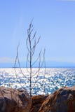 Κλάδος μπροστά από τις αντανακλάσεις θαλάσσιου νερού σπινθηρίσματος στοκ εικόνες με δικαίωμα ελεύθερης χρήσης Κλάδος μπροστά από τις αντανακλάσεις θαλάσσιου νερού σπινθηρίσματος στοκ εικόνες με δικαίωμα ελεύθερης χρήσης