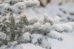 Κλάδος που καλύπτεται κομψός με το υπόβαθρο ηλιοφάνειας χειμερινού χιονιού χιονιού στοκ φωτογραφίες με δικαίωμα ελεύθερης χρήσης Κλάδος που καλύπτεται κομψός με το υπόβαθρο ηλιοφάνειας χειμερινού χιονιού χιονιού στοκ φωτογραφίες με δικαίωμα ελεύθερης χρήσης