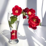 Κλάδος των κόκκινων mallow λουλουδιών, της ανθοδέσμης σε ένα βάζο γυαλιού με το νερό σε μια ακτίνα του φωτός του ήλιου και της σκ στοκ φωτογραφίες Κλάδος των κόκκινων mallow λουλουδιών, της ανθοδέσμης σε ένα βάζο γυαλιού με το νερό σε μια ακτίνα του φωτός του ήλιου και της σκ στοκ φωτογραφίες