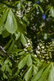 Κλαδίσκοι με τα πράσινα νέα φύλλα και μη ανθισμένο κάστανο λουλουδιών από τον ήλιο στοκ φωτογραφίες Κλαδίσκοι με τα πράσινα νέα φύλλα και μη ανθισμένο κάστανο λουλουδιών από τον ήλιο στοκ φωτογραφίες