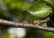 Κλείστε αυξημένος ladybug σε έναν κλάδο δέντρων στοκ φωτογραφίες Κλείστε αυξημένος ladybug σε έναν κλάδο δέντρων στοκ φωτογραφίες