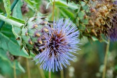 Κλείστε επάνω Cardoon ή ενός Cynara Cardunculus με τα μπλε λουλούδια σε έναν κήπο Πολύ παρόμοιος με μια αγκινάρα σφαιρών στοκ φωτογραφίες Κλείστε επάνω Cardoon ή ενός Cynara Cardunculus με τα μπλε λουλούδια σε έναν κήπο Πολύ παρόμοιος με μια αγκινάρα σφαιρών στοκ φωτογραφίες