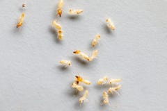 Κλείστε επάνω Coptotermes SP είναι ένα γένος των τερμιτών στην οικογένεια Rhinotermitidae για την εκπαίδευση στοκ εικόνες Κλείστε επάνω Coptotermes SP είναι ένα γένος των τερμιτών στην οικογένεια Rhinotermitidae για την εκπαίδευση στοκ εικόνες