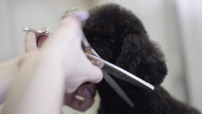 Κλείστε επάνω groomer την τρίχα περικοπών στο ρύγχος ένα μικρό χαριτωμένο σκυλί με το ψαλίδι Λατρευτό σκυλί στο κατοικίδιο ζώο κο φιλμ μικρού μήκους Κλείστε επάνω groomer την τρίχα περικοπών στο ρύγχος ένα μικρό χαριτωμένο σκυλί με το ψαλίδι Λατρευτό σκυλί στο κατοικίδιο ζώο κο φιλμ μικρού μήκους