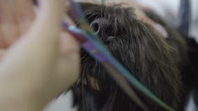 Κλείστε επάνω groomer την τρίχα περικοπών στο ρύγχος ένα μικρό χαριτωμένο σκυλί με το ψαλίδι Λατρευτό σκυλί στο κατοικίδιο ζώο κο φιλμ μικρού μήκους Κλείστε επάνω groomer την τρίχα περικοπών στο ρύγχος ένα μικρό χαριτωμένο σκυλί με το ψαλίδι Λατρευτό σκυλί στο κατοικίδιο ζώο κο φιλμ μικρού μήκους