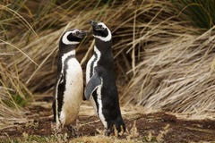 Κλείστε επάνω Magellanic penguins σε μια επίδειξη ερωτοτροπίας Στοκ Εικόνα Κλείστε επάνω Magellanic penguins σε μια επίδειξη ερωτοτροπίας Στοκ Εικόνα