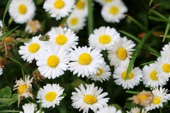Κλείστε επάνω από τα daisys στοκ εικόνες Κλείστε επάνω από τα daisys στοκ εικόνες