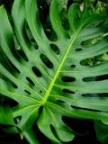 Κλείστε επάνω ενός φύλλου φυτών Monstera στοκ εικόνες Κλείστε επάνω ενός φύλλου φυτών Monstera στοκ εικόνες