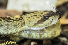 Κλείστε επάνω σχεδιαγράμματος καρφωμένη με τη διχάλα κροταλίας γλώσσα ουρών της Αριζόνα τη μαύρη στοκ φωτογραφία Κλείστε επάνω σχεδιαγράμματος καρφωμένη με τη διχάλα κροταλίας γλώσσα ουρών της Αριζόνα τη μαύρη στοκ φωτογραφία