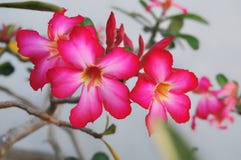 Κλείστε επάνω τα λουλούδια adenium στη φύση στοκ φωτογραφία Κλείστε επάνω τα λουλούδια adenium στη φύση στοκ φωτογραφία