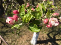 Κλείστε επάνω τη φωτογραφία των λουλουδιών δέντρων μηλιάς, εποχή άνοιξης στοκ φωτογραφία Κλείστε επάνω τη φωτογραφία των λουλουδιών δέντρων μηλιάς, εποχή άνοιξης στοκ φωτογραφία