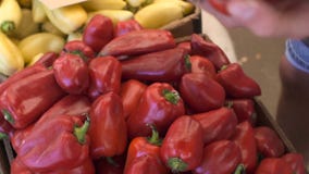 Κλείστε επάνω την άποψη των χεριών νεαρών άνδρων επιλέγοντας το πιπέρι στην αγορά φρούτων φιλμ μικρού μήκους Κλείστε επάνω την άποψη των χεριών νεαρών άνδρων επιλέγοντας το πιπέρι στην αγορά φρούτων φιλμ μικρού μήκους