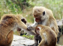 Κλείστε επάνω της οικογένειας sinica Macaca πιθήκων τοκών macaque στη Σρι Λάνκα που φροντίζει και που οι οργανισμοί τους στοκ εικόνα με δικαίωμα ελεύθερης χρήσης Κλείστε επάνω της οικογένειας sinica Macaca πιθήκων τοκών macaque στη Σρι Λάνκα που φροντίζει και που οι οργανισμοί τους στοκ εικόνα με δικαίωμα ελεύθερης χρήσης