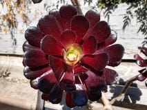 Κλείστε επάνω το αίμα αυξήθηκε succulent σε έναν αγροτικό κήπο θέτοντας κοντά στοκ φωτογραφία με δικαίωμα ελεύθερης χρήσης Κλείστε επάνω το αίμα αυξήθηκε succulent σε έναν αγροτικό κήπο θέτοντας κοντά στοκ φωτογραφία με δικαίωμα ελεύθερης χρήσης