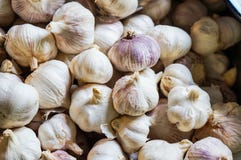 Κλείστε επάνω το μεγάλο άσπρο garlics στοκ εικόνες Κλείστε επάνω το μεγάλο άσπρο garlics στοκ εικόνες
