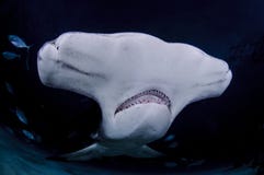 Κλείστε επάνω το πρόσωπο του καρχαρία Hammerhead στα σκοτεινά νερά των Μπαχαμών στοκ εικόνες με δικαίωμα ελεύθερης χρήσης Κλείστε επάνω το πρόσωπο του καρχαρία Hammerhead στα σκοτεινά νερά των Μπαχαμών στοκ εικόνες με δικαίωμα ελεύθερης χρήσης