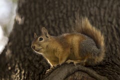 Κλείστε επάνω το σχεδιάγραμμα ενός Sciurus Anomalus, καυκάσιος σκίουρος σε έναν κορμό δέντρων πεύκων στοκ εικόνες Κλείστε επάνω το σχεδιάγραμμα ενός Sciurus Anomalus, καυκάσιος σκίουρος σε έναν κορμό δέντρων πεύκων στοκ εικόνες