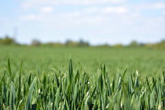 Κλείστε επάνω του grainfield με την παχιά χλόη χωρίς αυτί την πρώιμη άνοιξη με το μπλε ουρανό στοκ εικόνες Κλείστε επάνω του grainfield με την παχιά χλόη χωρίς αυτί την πρώιμη άνοιξη με το μπλε ουρανό στοκ εικόνες